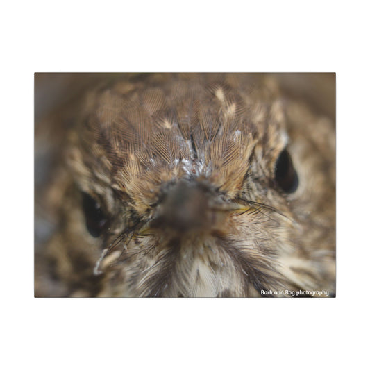 Close-Up Hermit Thrush Face canvas | Matte Stretched Canvas Wall Art