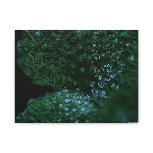 Dew-Kissed Leaf Matte Canvas Wall Art — Stretched 1.25"