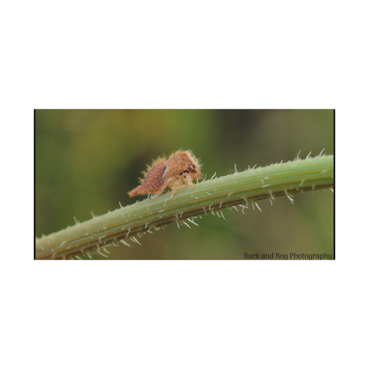 Canvas Print, Buffalo Treehopper Nymph, Matte Wall Art, Stretched Canvas, Nature Print, Wildlife Decor