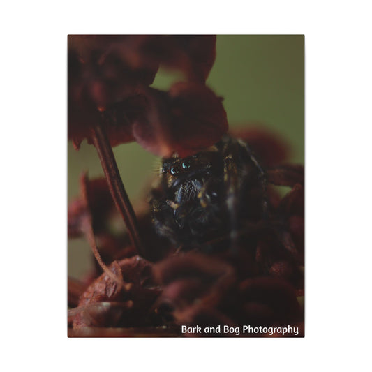 Macro Jumping Spider on Red Flowers Canvas | Matte Stretched Wall Art VERTICAL
