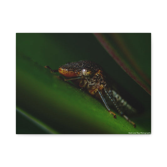 Leaf Hopper Macro Canvas Print — Insect Photography Wall Art