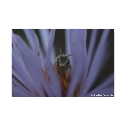 Bee in Purple Flower Canvas | Matte Stretched Wall Art