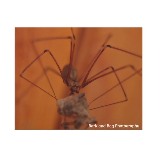 Long-Bodied Cellar Spider Macro Canvas