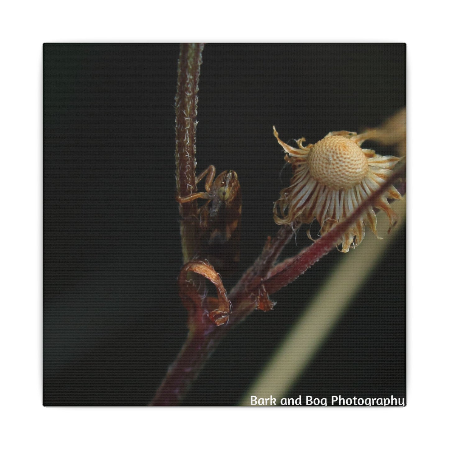 Tree Hopper Macro Canvas