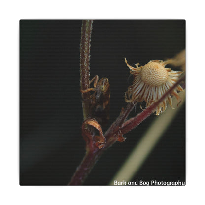 Tree Hopper Macro Canvas