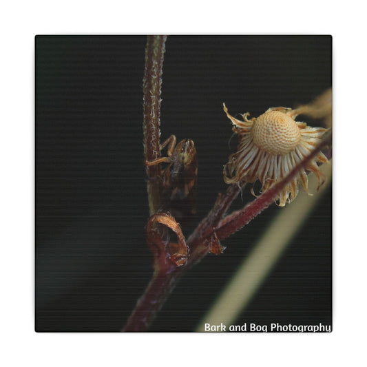 Tree Hopper Macro Canvas