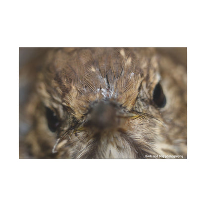 Close-Up Hermit Thrush Face canvas | Matte Stretched Canvas Wall Art