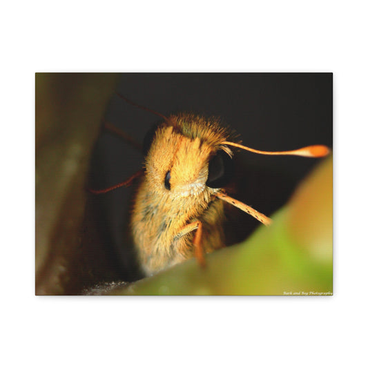 Moth Macro Matte Canvas Print — Golden Close-Up Wall Art