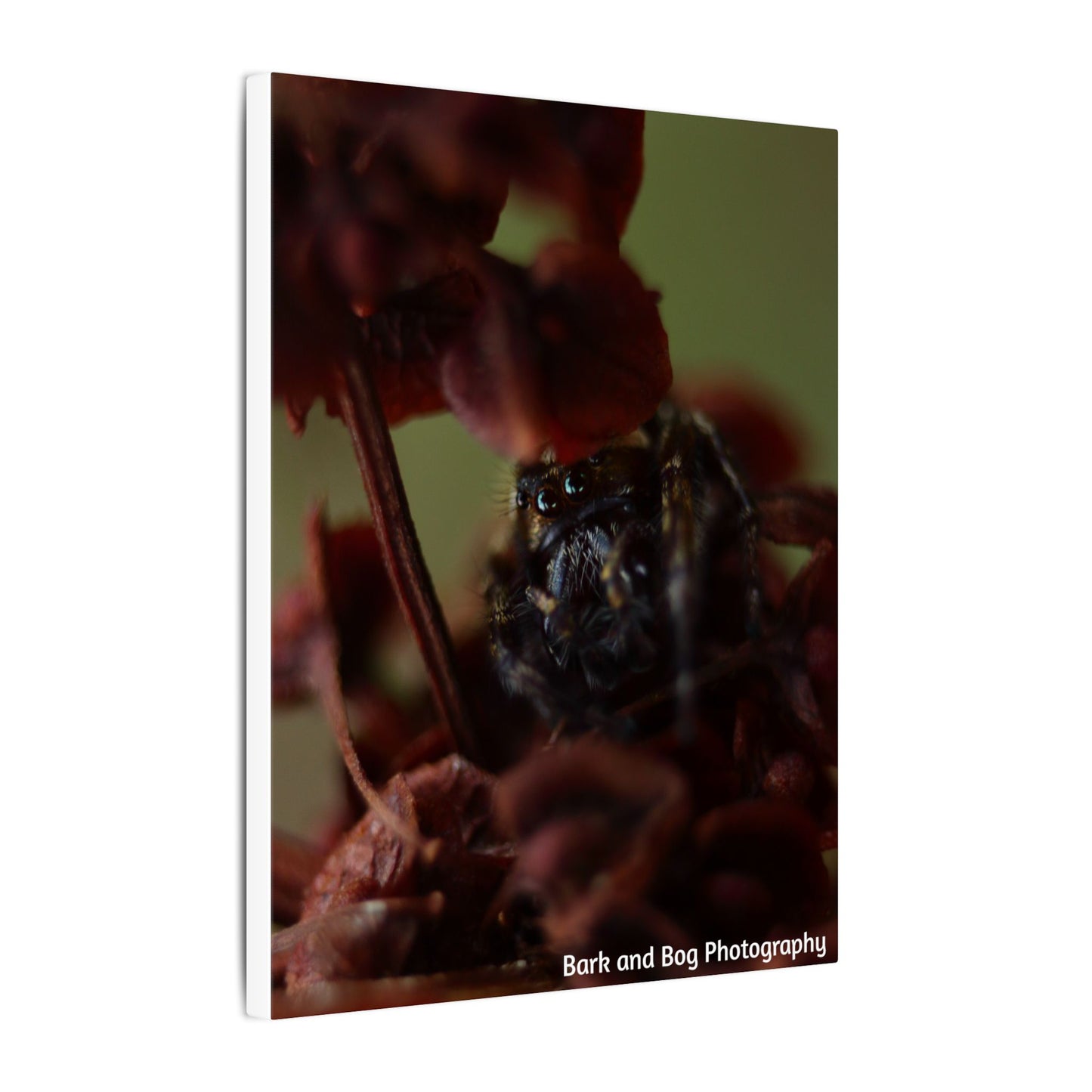 Macro Jumping Spider on Red Flowers Canvas | Matte Stretched Wall Art VERTICAL