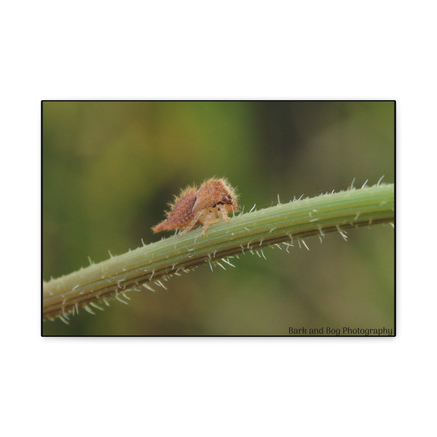 Canvas Print, Buffalo Treehopper Nymph, Matte Wall Art, Stretched Canvas, Nature Print, Wildlife Decor