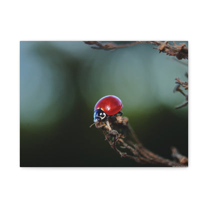 Ladybug Macro Canvas Print — Stretched Matte Wall Art