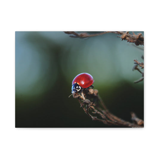 Ladybug Macro Canvas Print — Stretched Matte Wall Art