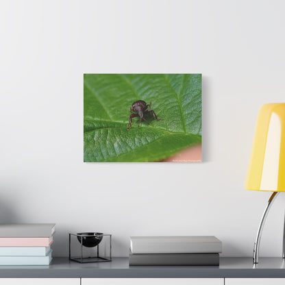 Weevil on Green Leaf Matte Canvas Print — Macro Insect Wall Art, Stretched 1.25"