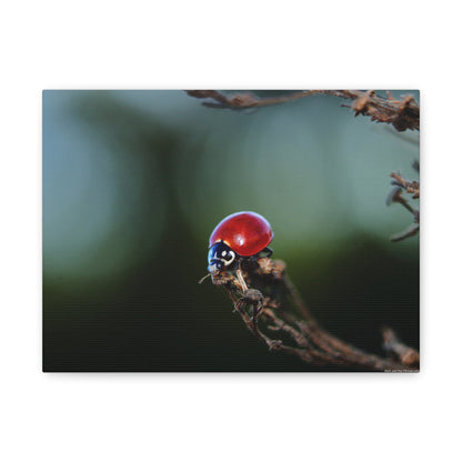 Ladybug Macro Canvas Print — Stretched Matte Wall Art