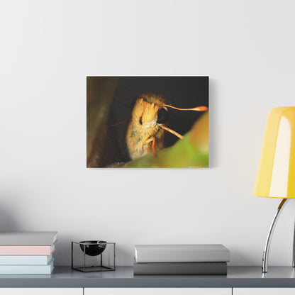 Moth Macro Matte Canvas Print — Golden Close-Up Wall Art