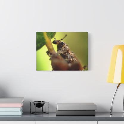 Macro Weevil Canvas Print — Close-Up Insect Wall Art