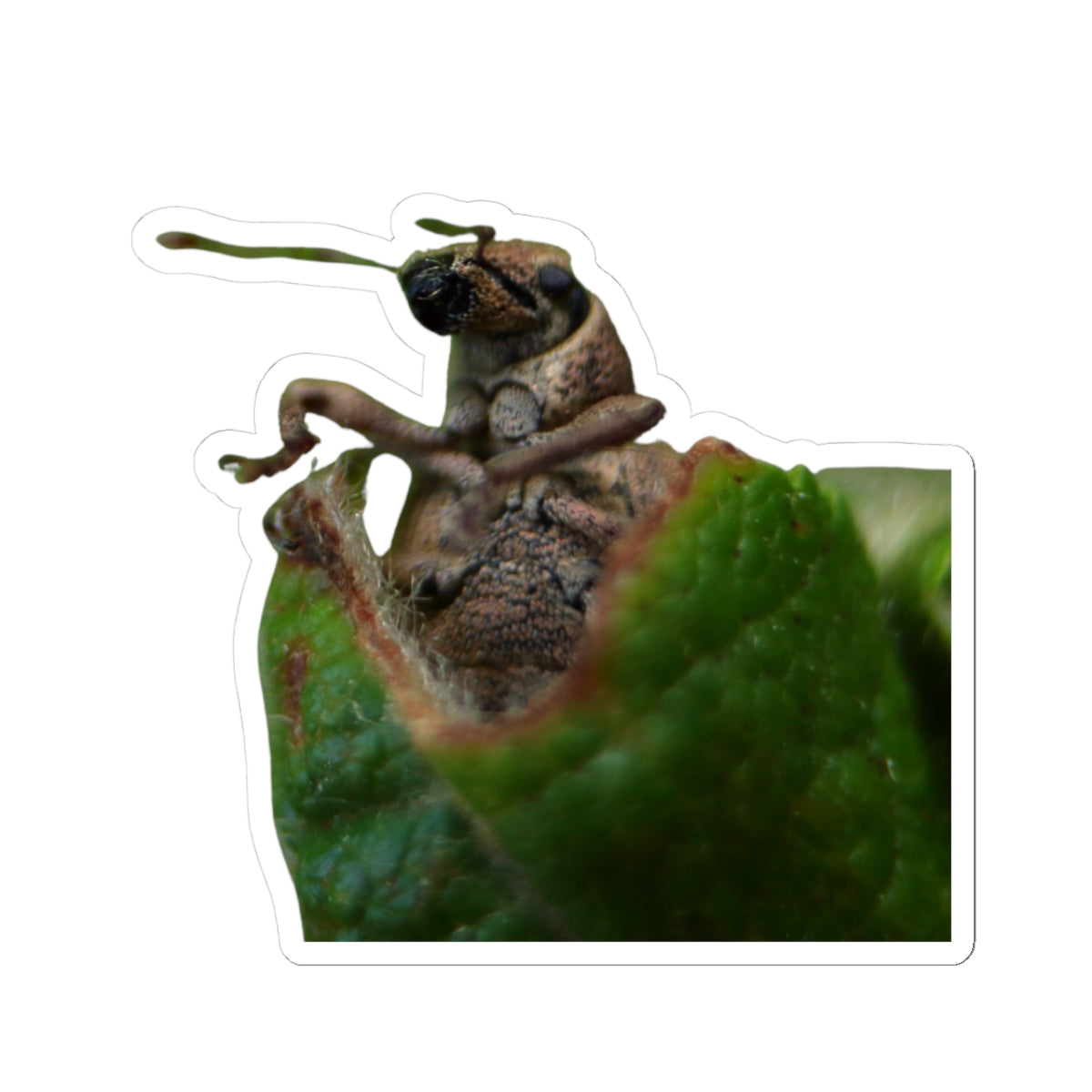 Weevil wrapped in Leaf Sticker | Kiss-Cut Insect Sticker