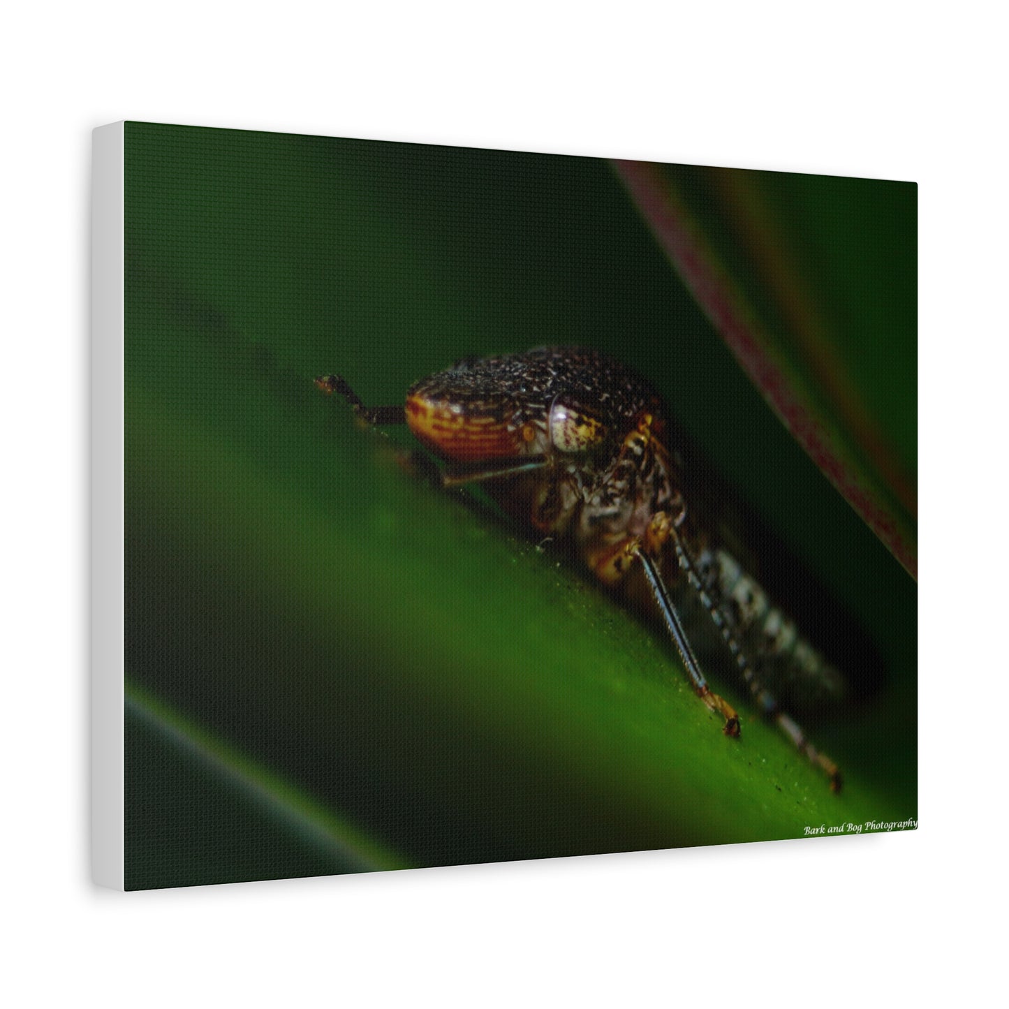 Leaf Hopper Macro Canvas Print — Insect Photography Wall Art