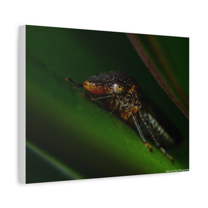 Leaf Hopper Macro Canvas Print — Insect Photography Wall Art