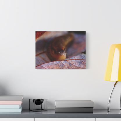 Macro Slug on Autumn Leaf Canvas Print