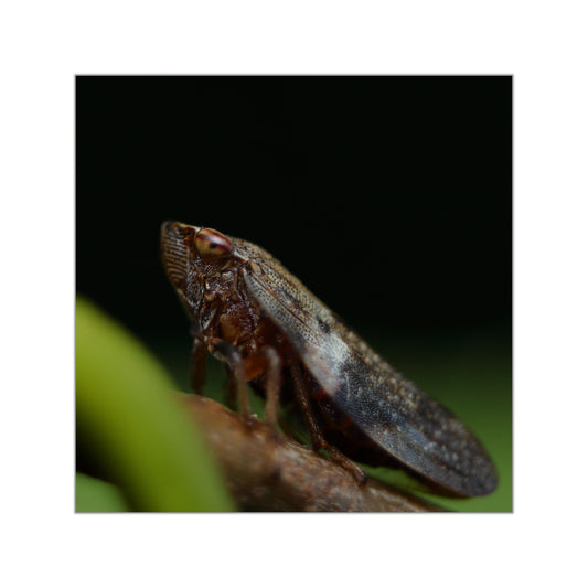 Treehopper insect close-up Square Vinyl Sticker | macro bug photography