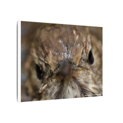 Close-Up Hermit Thrush Face canvas | Matte Stretched Canvas Wall Art