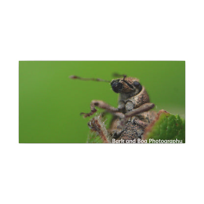 Weevil Macro Wall Art, Nature Decor for Bug Lovers, Green Background, Home Decor, Unique Gifts, Eco-Friendly Art