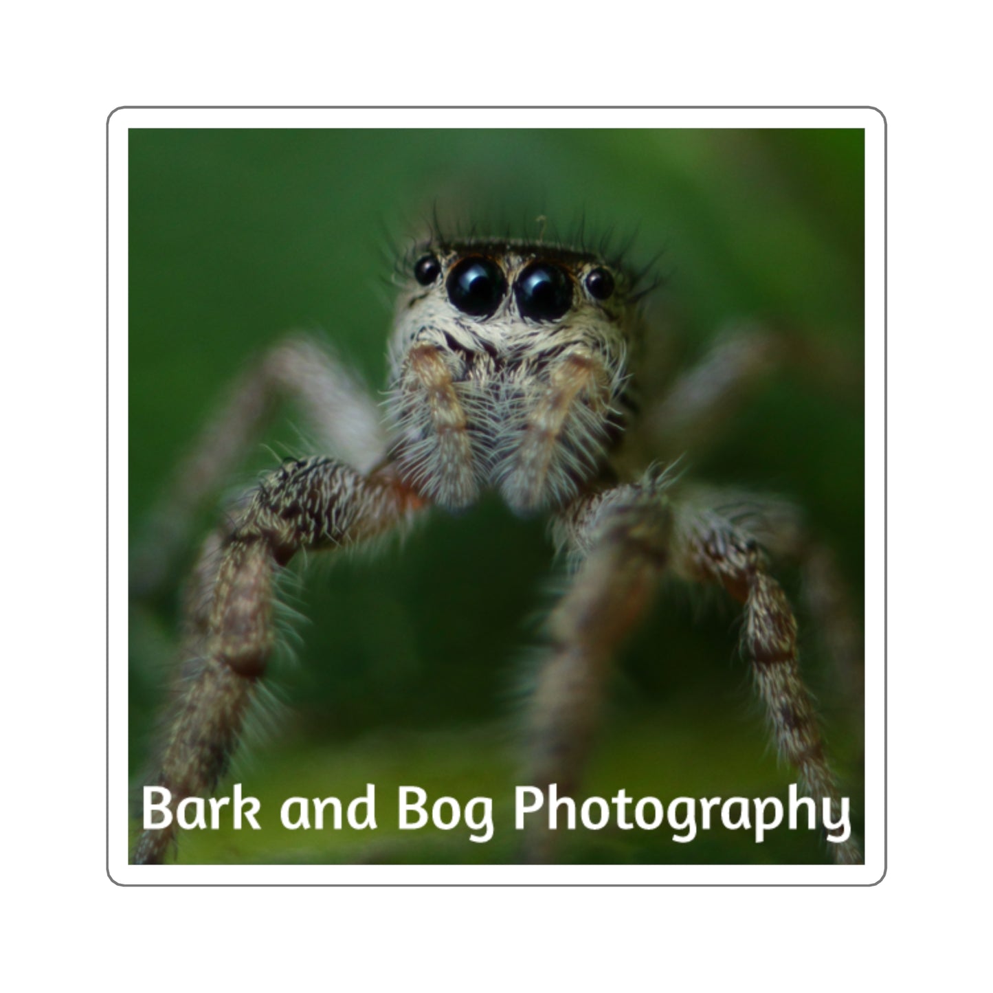 Jumping Spider Photo Square Sticker | Bark and Bog Photography
