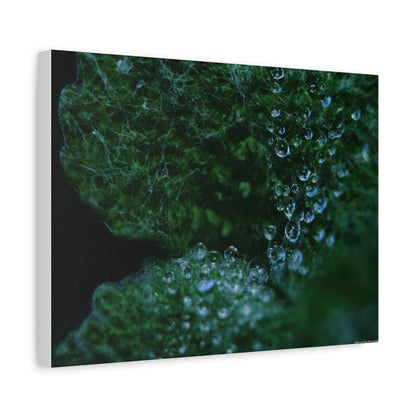 Dew-Kissed Leaf Matte Canvas Wall Art — Stretched 1.25"