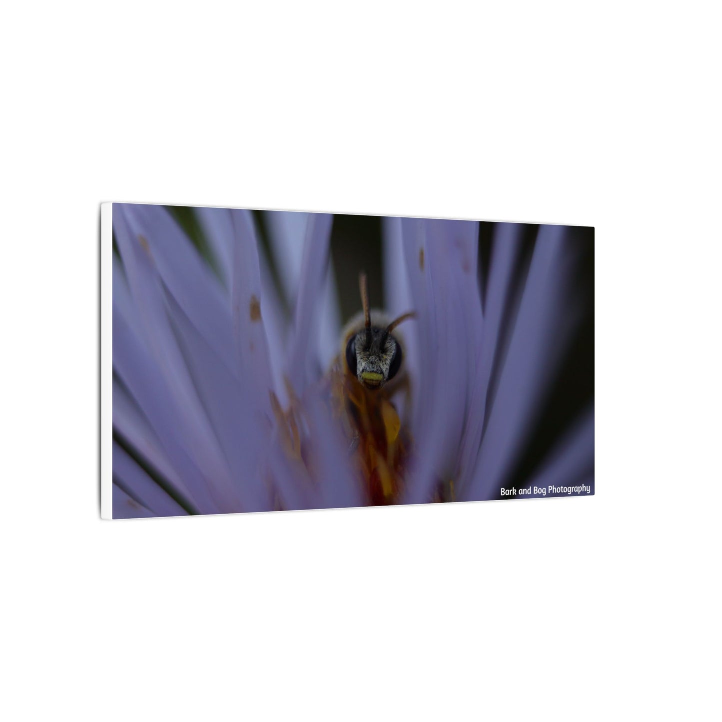 Bee in Purple Flower Canvas | Matte Stretched Wall Art