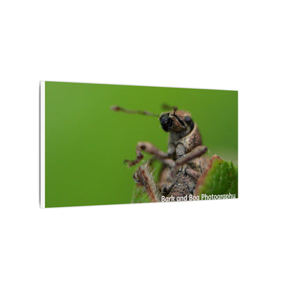 Weevil Macro Wall Art, Nature Decor for Bug Lovers, Green Background, Home Decor, Unique Gifts, Eco-Friendly Art