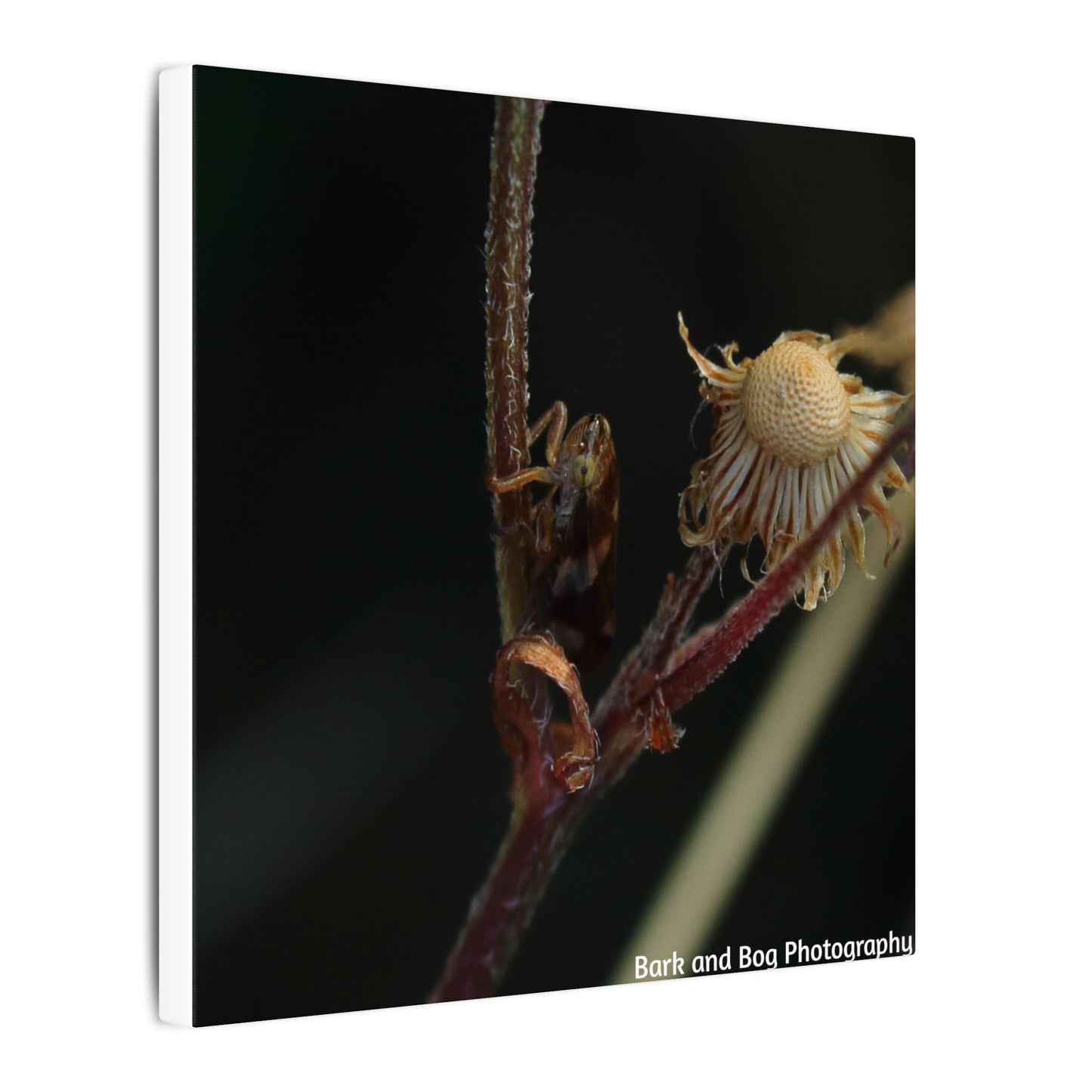 Tree Hopper Macro Canvas