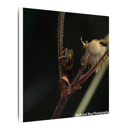 Tree Hopper Macro Canvas