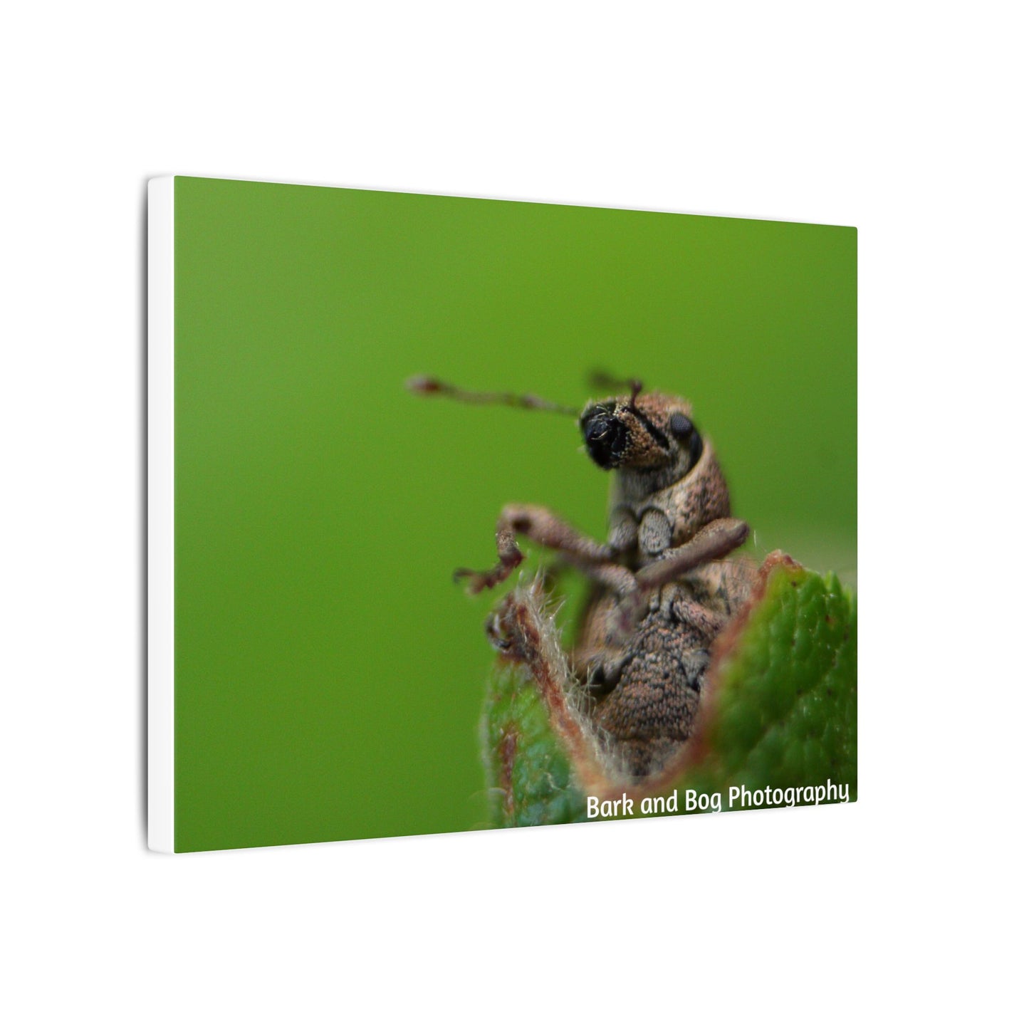 Weevil Macro Wall Art, Nature Decor for Bug Lovers, Green Background, Home Decor, Unique Gifts, Eco-Friendly Art