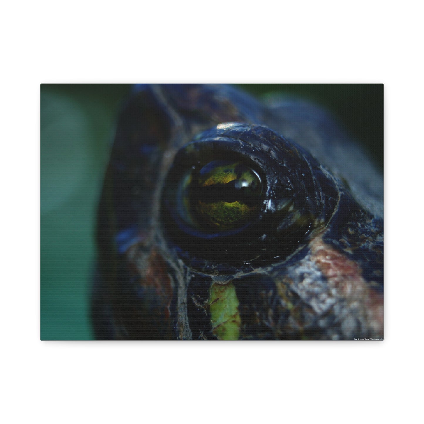 Turtle Eye Macro Matte Canvas Print — Close-Up Wall Art
