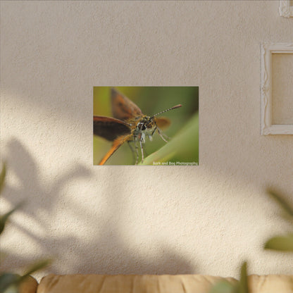 Butterfly Canvas Art, Nature Wall Decor, Insect Home Decoration, Unique Gift, Floral Room Accent