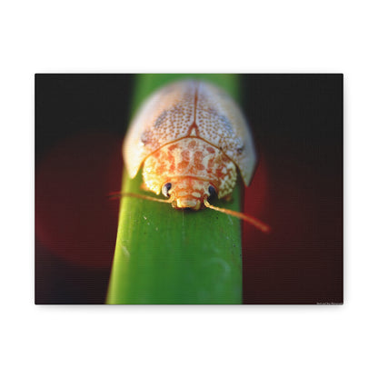 Bug Macro Canvas Print — Close-Up Beetle Photography Wall Art