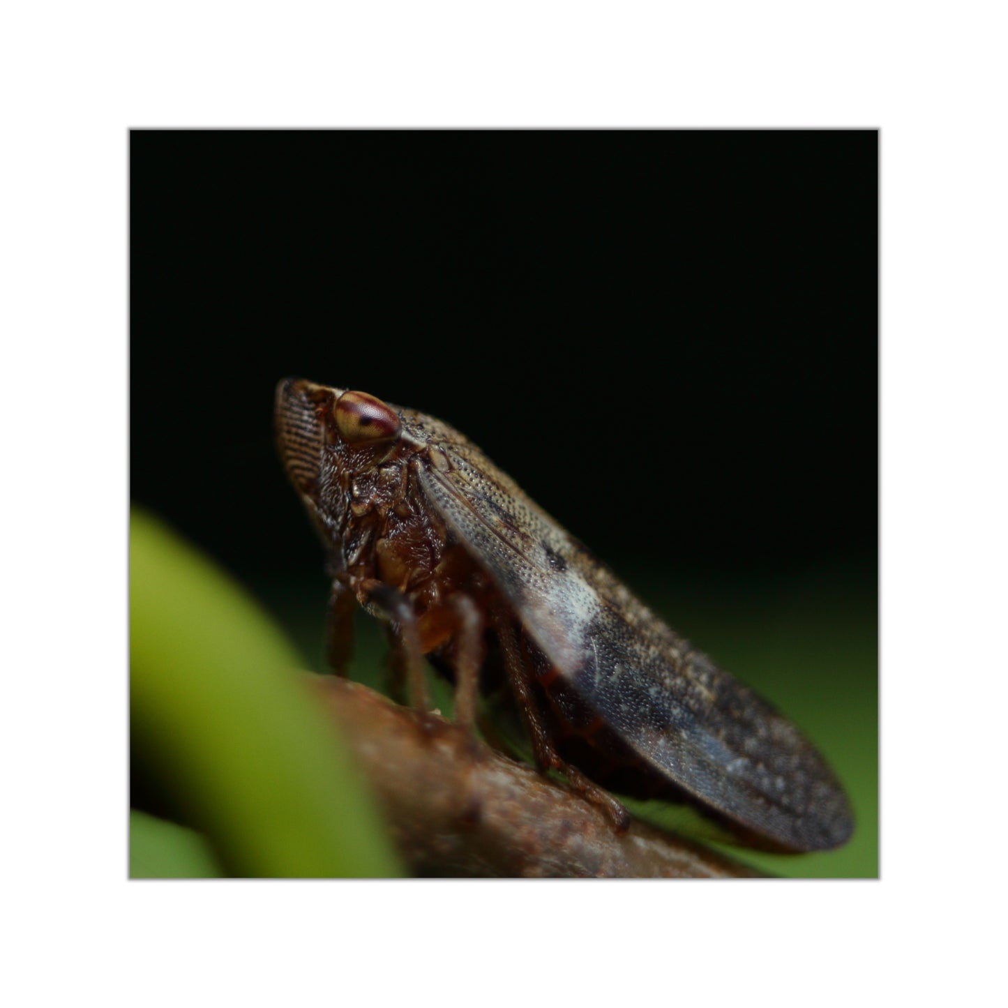 Treehopper insect close-up Square Vinyl Sticker | macro bug photography