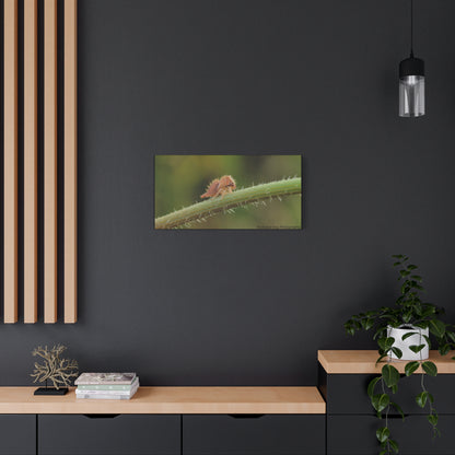 Canvas Print, Buffalo Treehopper Nymph, Matte Wall Art, Stretched Canvas, Nature Print, Wildlife Decor