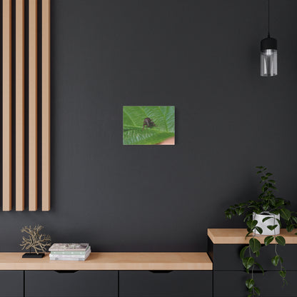 Weevil on Green Leaf Matte Canvas Print — Macro Insect Wall Art, Stretched 1.25"