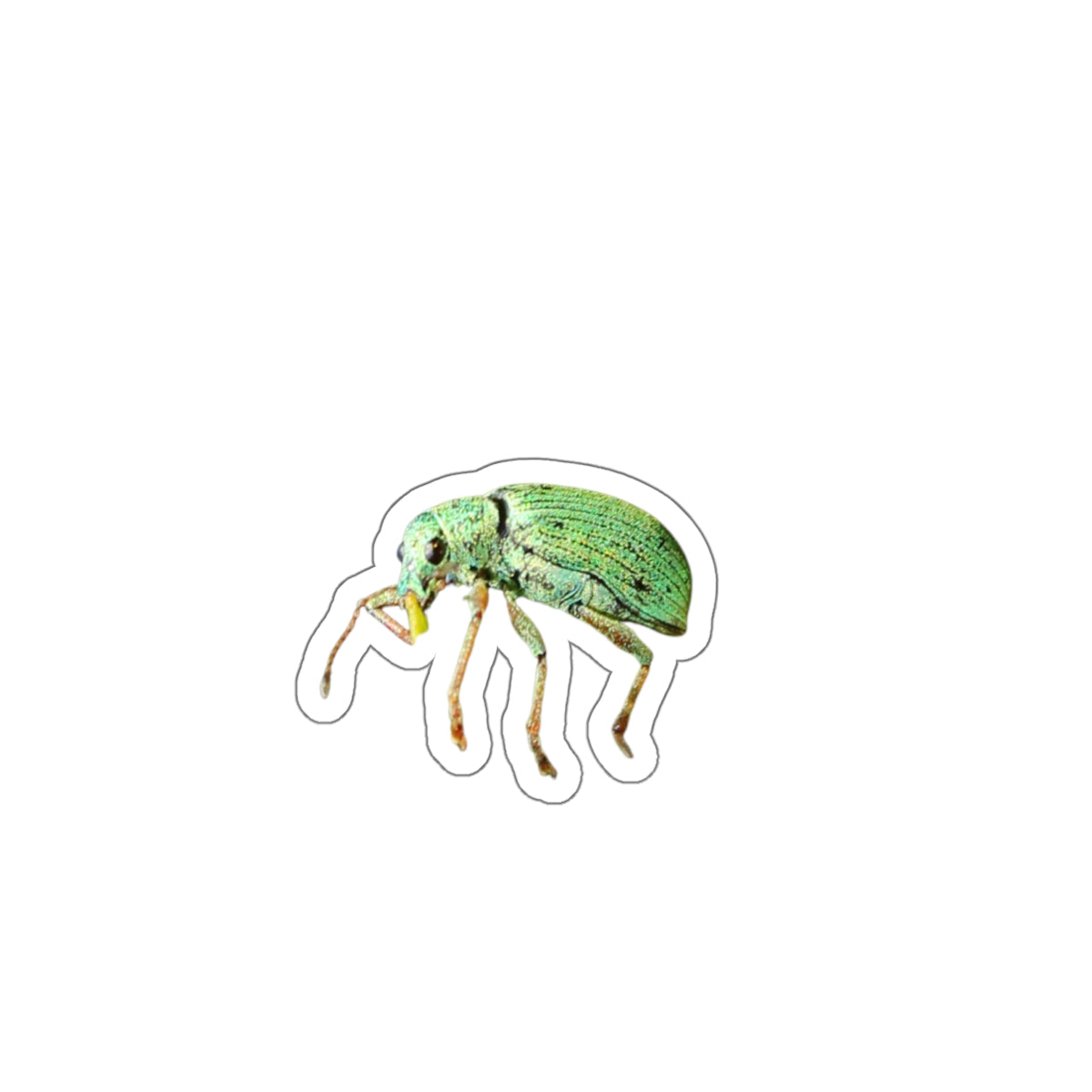 Cute Weevil Die-Cut Stickers, Entomology Bug Insect Decals, Laptop Decor, Scrapbook Supplies, Nature Lover Gift