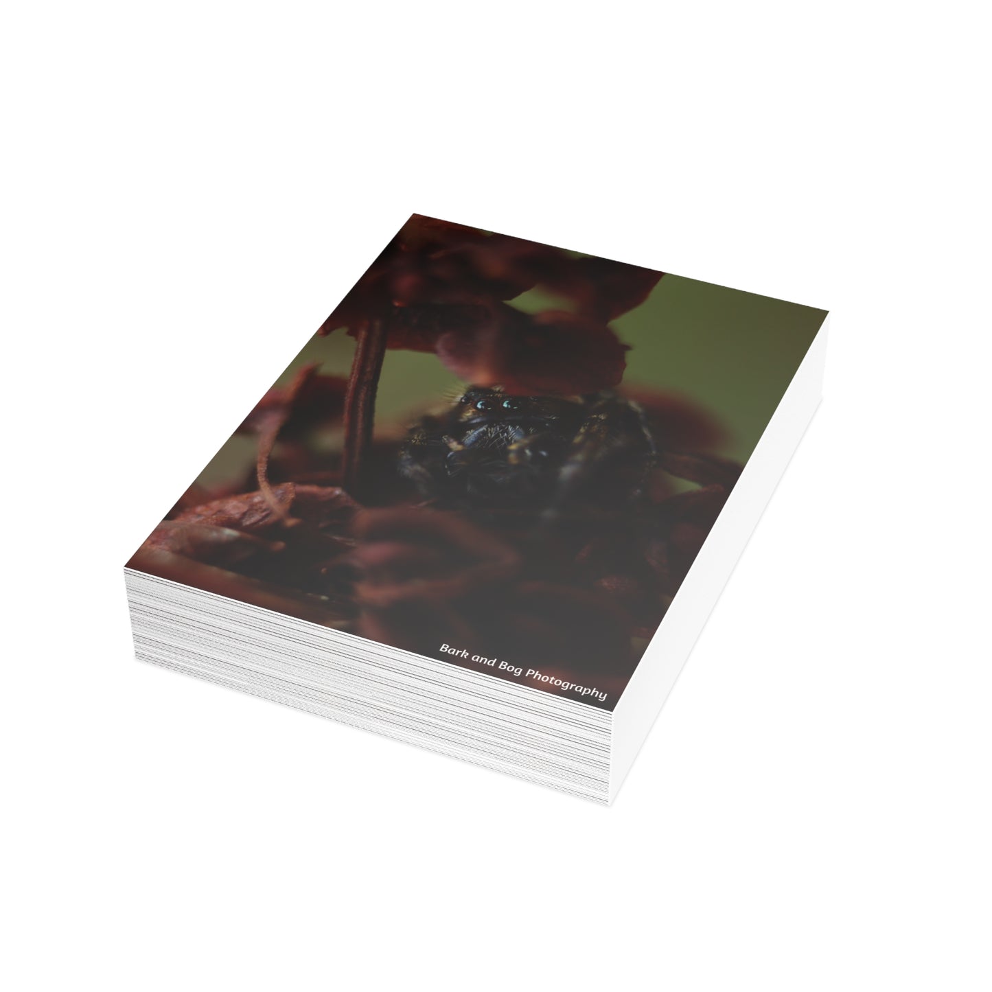 Jumping Spider Postcard Bundle | Envelopes Included