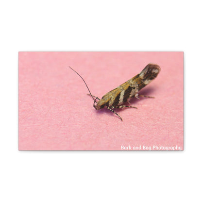 Insect Wall Art, Canvas Print, Unique Home Decor, Nature Lover Gift, Minimalist Artwork, Bug Photography