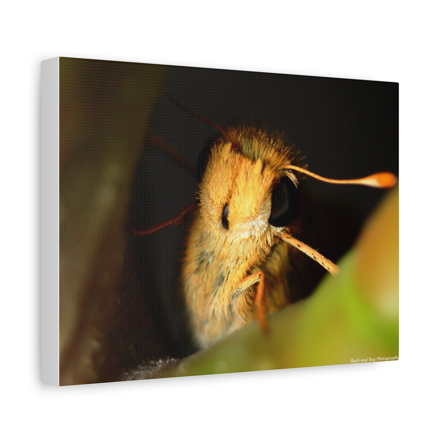 Moth Macro Matte Canvas Print — Golden Close-Up Wall Art