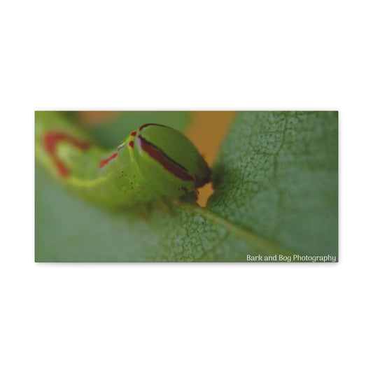 Canvas Print, Saddled Prominent Moth Caterpillar Macro Photograph, Wall Art, Nature Home Decor, Insect Lover Gift, Botanical Artwork,