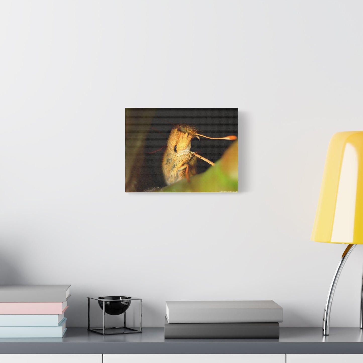Moth Macro Matte Canvas Print — Golden Close-Up Wall Art