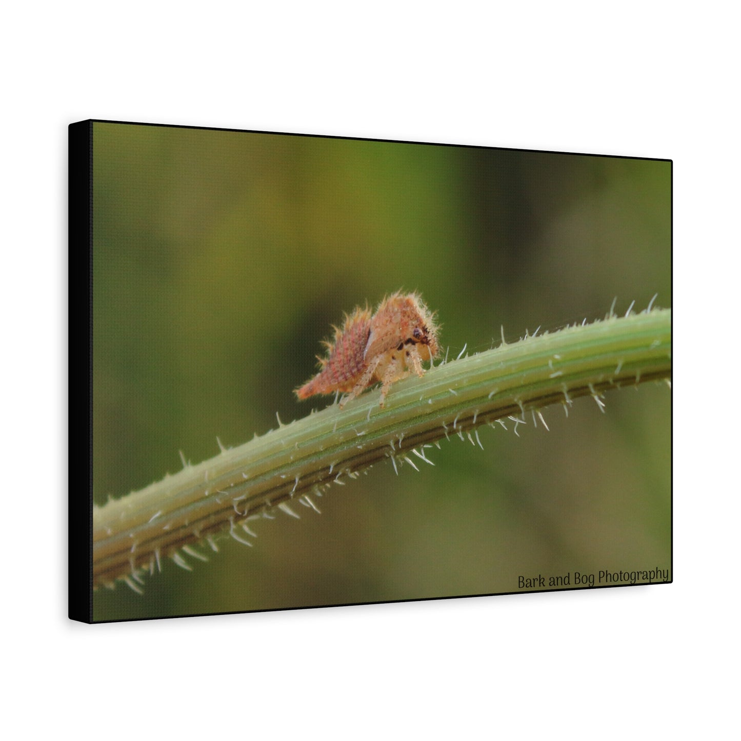 Canvas Print, Buffalo Treehopper Nymph, Matte Wall Art, Stretched Canvas, Nature Print, Wildlife Decor