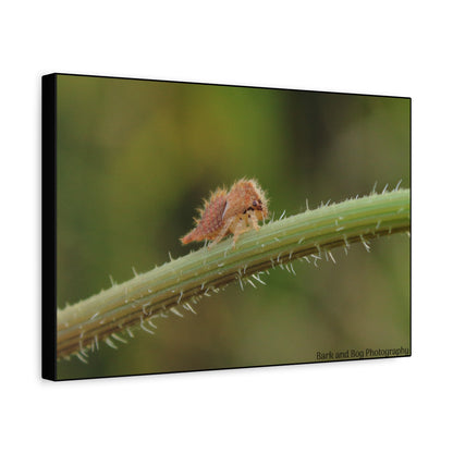 Canvas Print, Buffalo Treehopper Nymph, Matte Wall Art, Stretched Canvas, Nature Print, Wildlife Decor