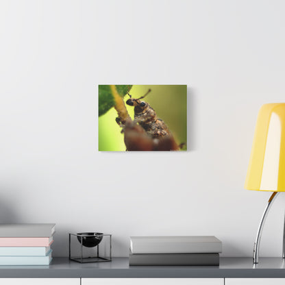 Macro Weevil Canvas Print — Close-Up Insect Wall Art