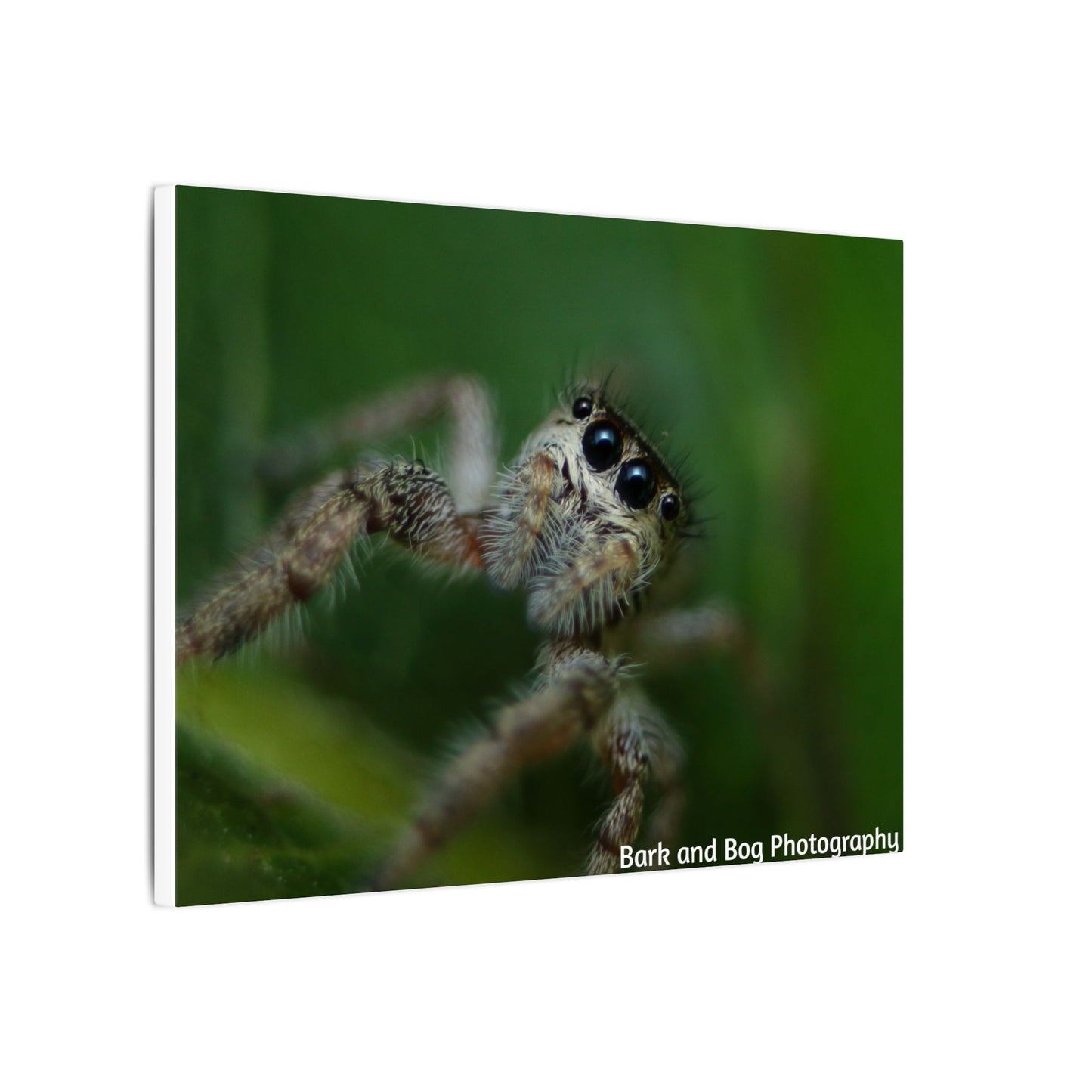 Nature-Inspired Spider Canvas Art, Unique Wall Decor, Home Aesthetic, Bug Lover's Gift, Greenery Design, Insect Wall Art, Eco-Friendly Decor